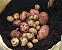 HOW TO GROW POTATOES IN A BAG?