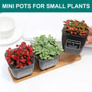 3.4 Inch 3 Packs Plastic Planter Pot