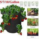 kmerlife10 gallon nature breath strawberry bags