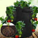 kmerlife black strawberry grow bags