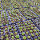 kmerlife nursery grow box propagation