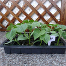 kmerlife nursery pots with lids in use