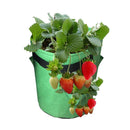 kmerlife green strawberry grow bags