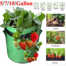 kmerlife potato 10 gallon grow bags