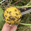 Hanging Fly Trap Ball Fruit Fly Catche